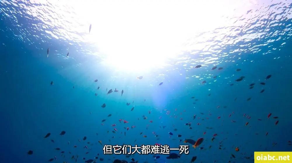 搞鸡time剧照1